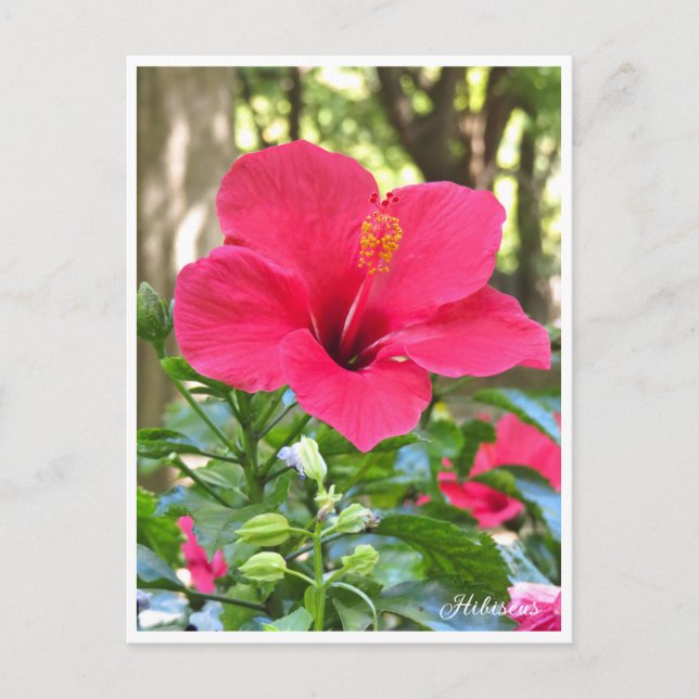 Cartão Postal Hibiscus (Frente)