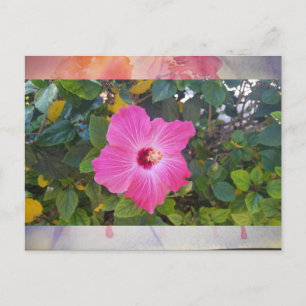 Cartão Postal Hibiscus