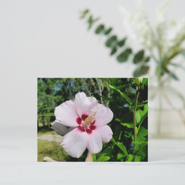 Cartão Postal Hibiscus (Em pé/Frente)