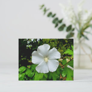 Cartão Postal Hibiscus