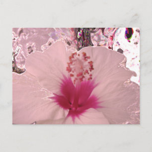 Cartão Postal Hibiscus