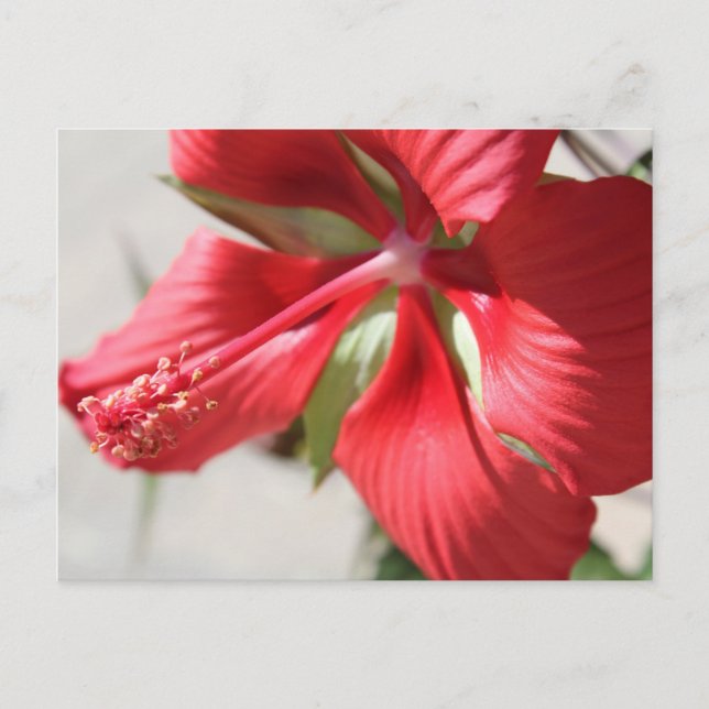 Cartão Postal Hibiscus # 3 (Frente)