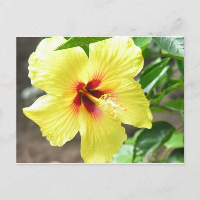 Cartão Postal Hibiscus Amarelo (Frente)
