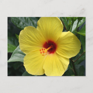Cartão Postal Hibiscus amarelo