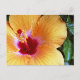 Cartão Postal Hibiscus, Amarelo-Laranja