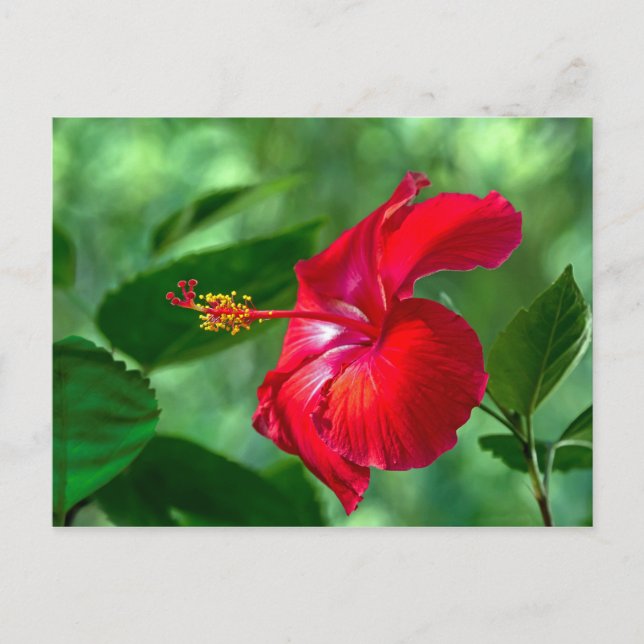 Cartão Postal Hibiscus Blossom (Frente)