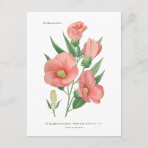 Cartão Postal Hibiscus militaris