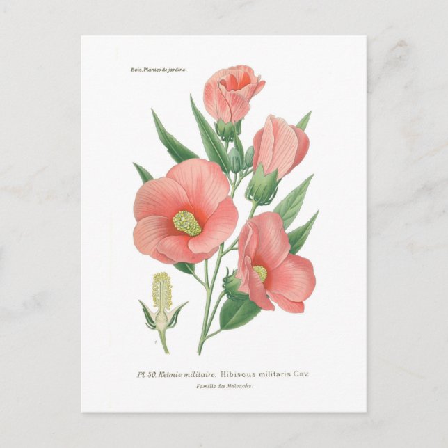 Cartão Postal Hibiscus militaris (Frente)