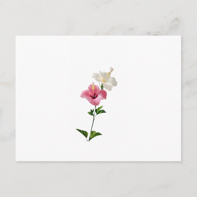 Cartão Postal hibiscus, pink hibiscus, white hibiscus, dual flow (Frente)
