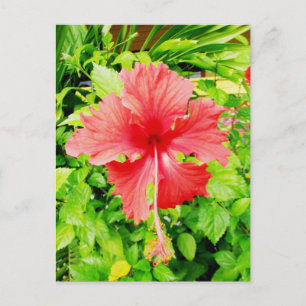 Cartão Postal Hibiscus, Placencia, Belize
