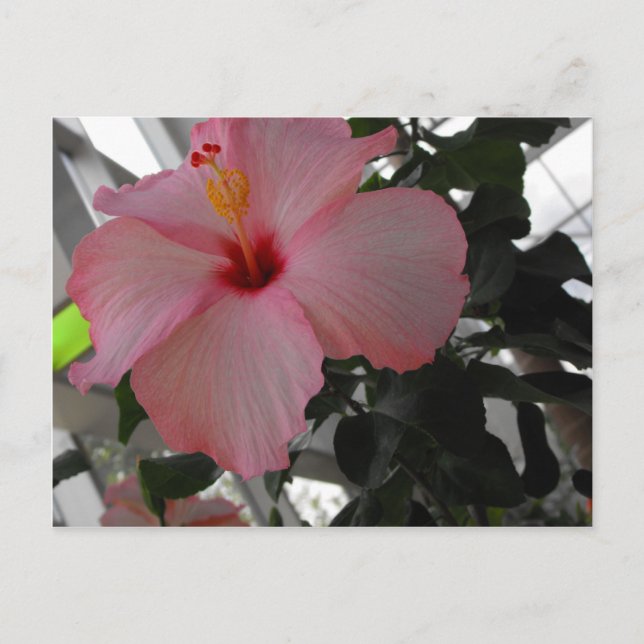 Cartão Postal Hibiscus rosa (Frente)