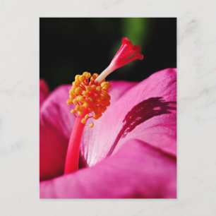 Cartão Postal Hibiscus rosa-sinensis - armação de um Hibiscus