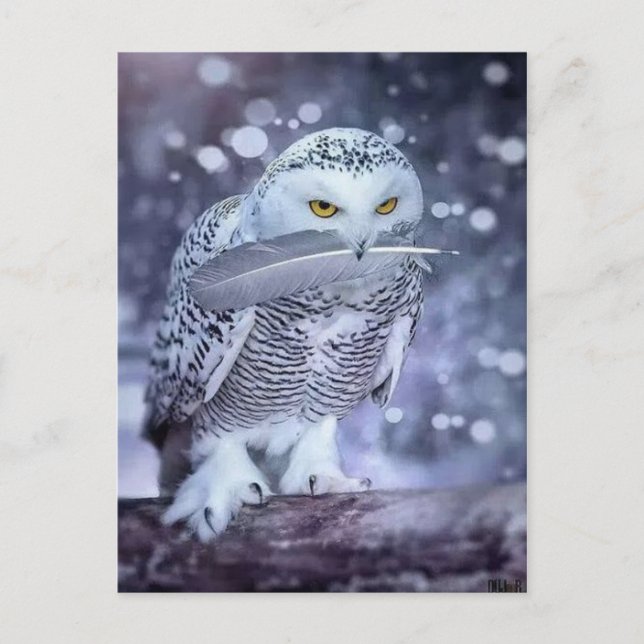 Cartão Postal Hibou des neiges (Frente)
