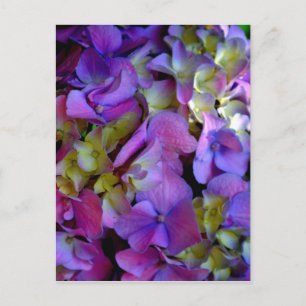 Cartão Postal Hídrangas florais magenta cor-de-rosa-púrpura Eleg