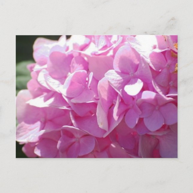 Cartão Postal Hidrangea rosa (Frente)