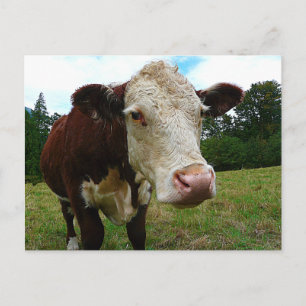 Cartão Postal High Def Hereford