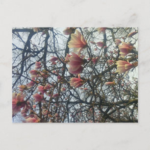 Cartão Postal High Park, Toronto Ontario Cherry Blossom 2016