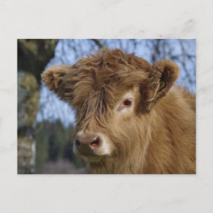 Cartão postal Highland Calf