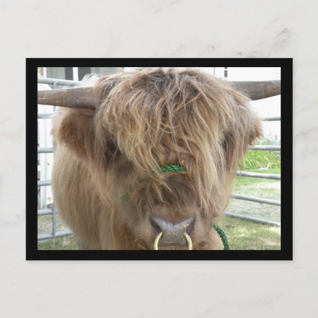 Cartão postal Highland Cattle Bull (Frente)