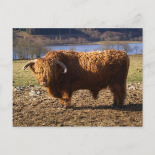 Cartão Postal Highland Cattle Bull, Escócia