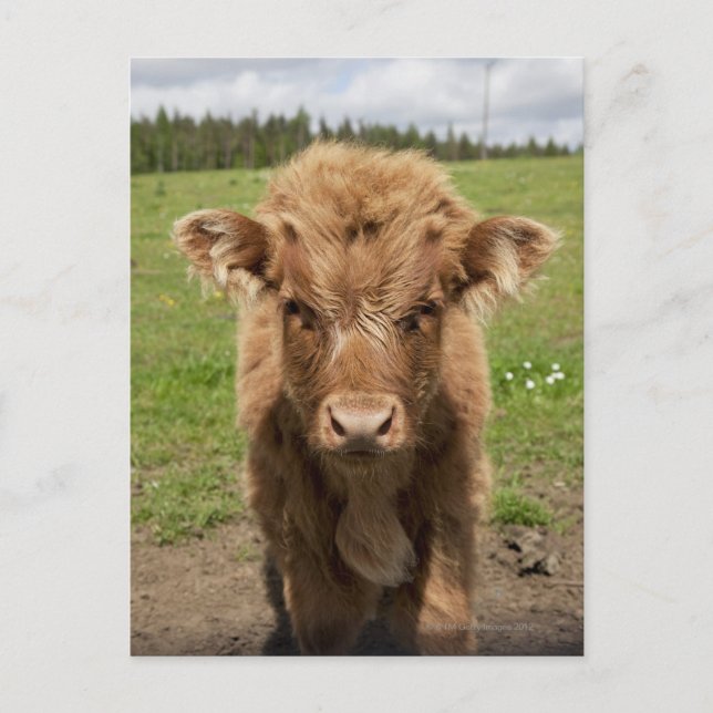 Cartão Postal Highland Cattle, perto de Dufftown, (Frente)