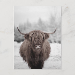 Cartão Postal Highland Cow Scotland - Fazenda russa