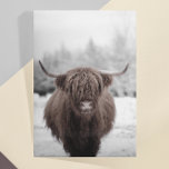 Cartão Postal Highland Cow Scotland - Fazenda russa<br><div class="desc">Este design pode ser personalizado escolhendo a opção Editar Design. Você também pode transferir para outros itens. Entre em contato comigo em colorflowcreations@gmail.com ou use a opção de bate-papo no topo da página se você quiser ter este design em outro produto ou precisar de assistência. Veja mais designs ou siga-me...</div>