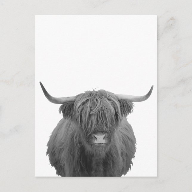 Cartão Postal Highland Cow Scotland Rustic Black White (Frente)