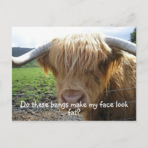 Cartão Postal Highland Steer Funny