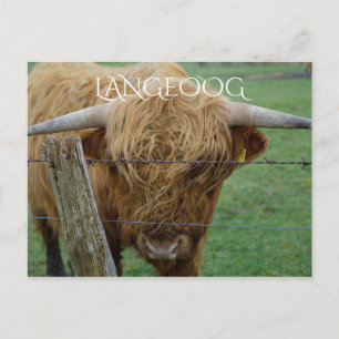 Cartão Postal Highland Steer, Ilha Langeoog, Ilhas Frísias