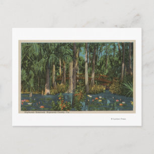 Cartão Postal Highlands County, FL - Vista das Highlands Hammock