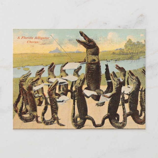 Cartão postal hilário do Coro do Gator da Flórida (Frente)