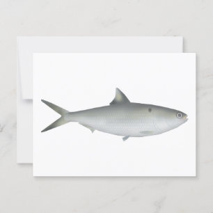 Cartão Postal Hilsa Shad