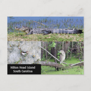 Cartão Postal Hilton Head SC Vida Selvagem Nativa