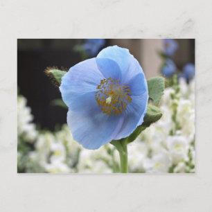 Cartão Postal Himalayan Blue Poppy Postcard