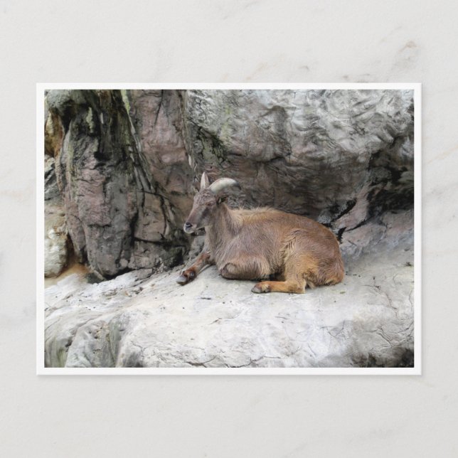 Cartão Postal himalayan tahr (Frente)