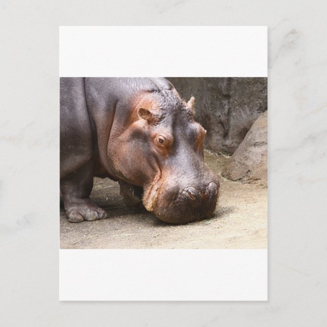 Cartão Postal Hipo (Frente)