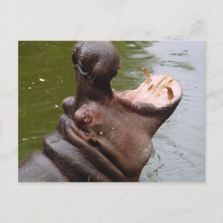 Cartão Postal Hippo