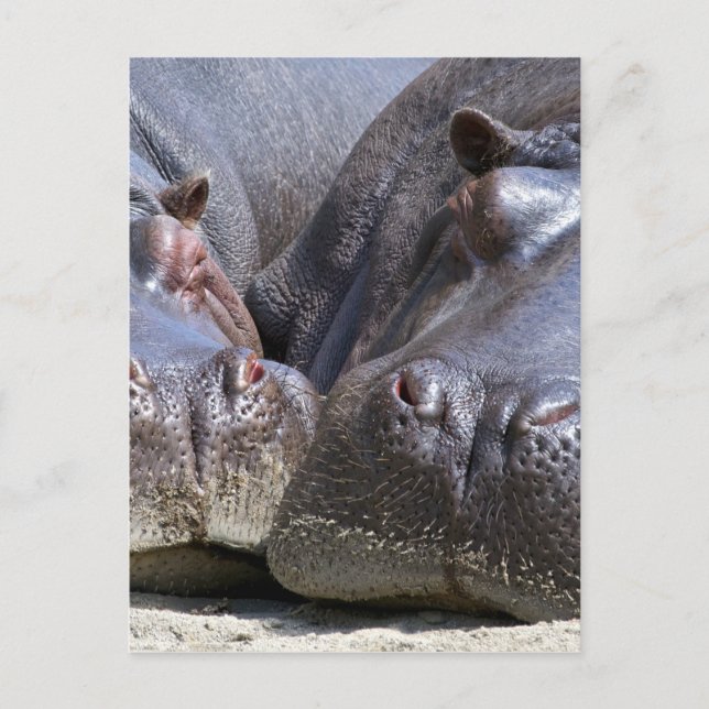 Cartão Postal Hippo (Frente)