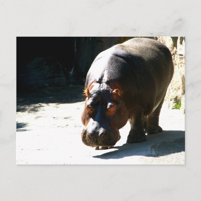 Cartão Postal Hippo (Frente)