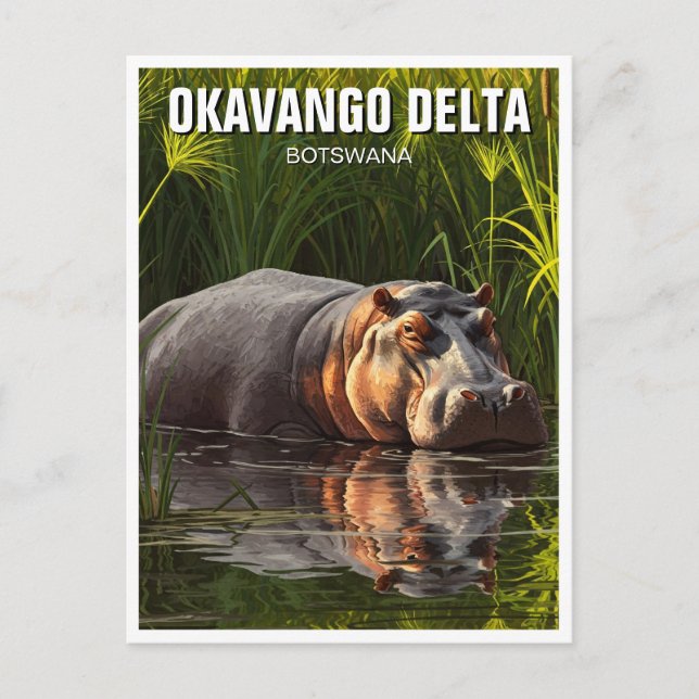 Cartão Postal Hippo no Okavango Delta Botswana (Frente)