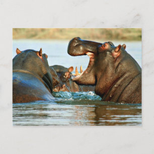Cartão Postal Hippo - Rio Horse