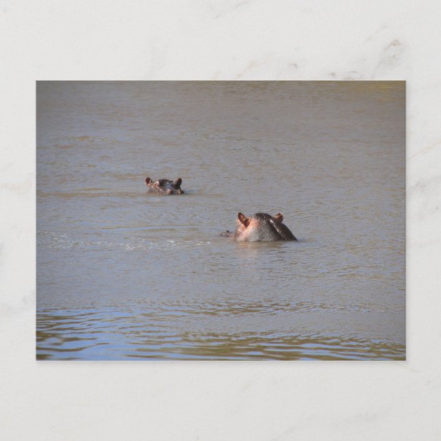 Cartão Postal Hippo Stare (Frente)