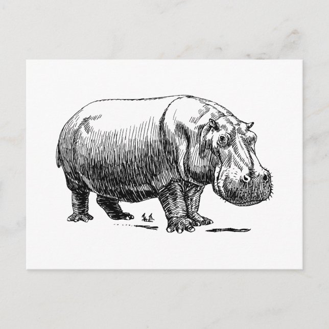 Cartão Postal Hippopotamus (Frente)