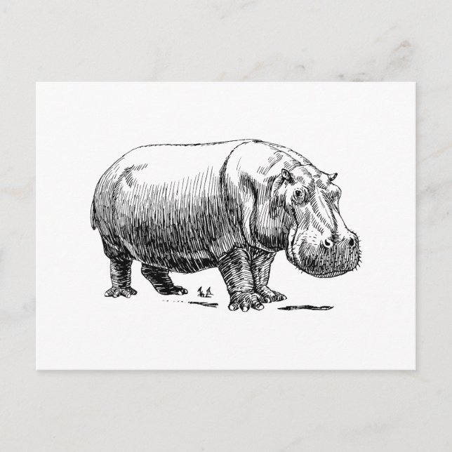 Cartão Postal Hippopotamus (Frente)