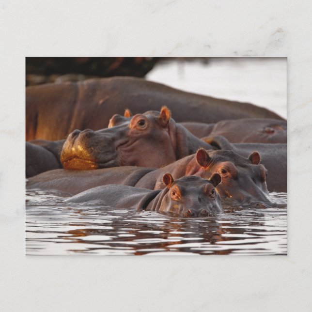 Cartão Postal Hippopotamus, Hippopotamus amphibius, Lago (Frente)