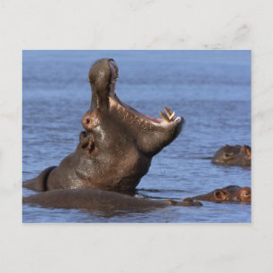 Cartão Postal Hippopotamus (Hippopotamus amphibius) no