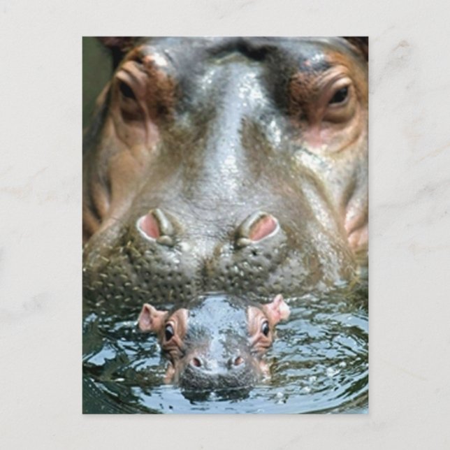 Cartão Postal Hippopotamuses e Bebê (Frente)