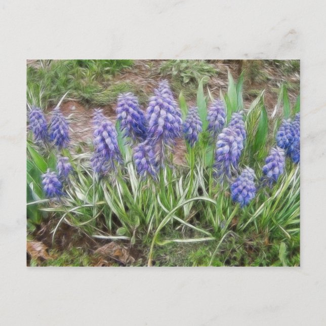 Cartão Postal Híquintos de Uvas Vento (Frente)