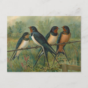 Cartão Postal Hirundo rustica, Hirundo rustica Savignii